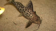 Synodontis njassae (Njassa Fiederbartwelse) Eine Gruppe von 8 Tieren