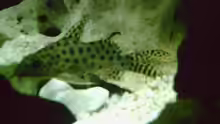 Synodontis njassae