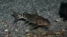 Synodontis njassae