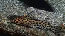 Synodontis njassae