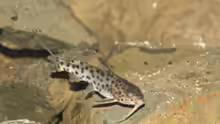 Synodontis Njassae