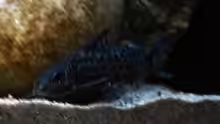 Synodontis njassae
