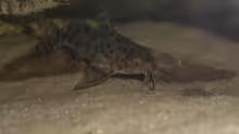 Synodontis njassae