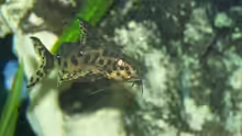 synodontis njassae