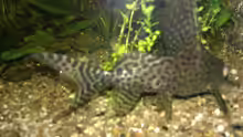 Synodontis paradalis // Fiederbartwels