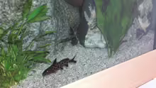 Synodontis petricola 