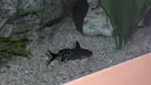 Synodontis petricola 