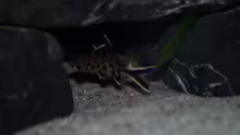 Synodontis petricola 