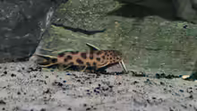 Synodontis Petricola dwarf (lucipinnis)
