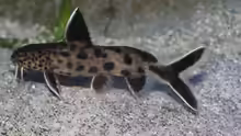Synodontis petricola (lucipinnis) WFNZ