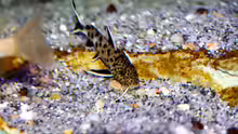 Synodontis petricola