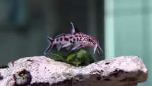 Synodontus Multipunctatus