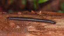 Tachypodoiulus niger