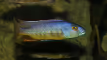 Taeniochromis holotaenia