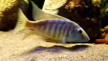Taeniolethrinops