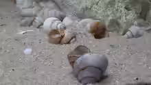 Neothauma tanganyicense