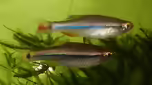 Tanichthys kuehnei