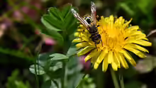 Taraxacum officinale