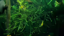 Taxiphyllum barbieri
