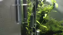 Technik im Aquarium i love leaves !