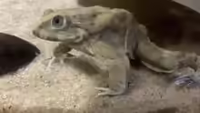Telmatobius culeus