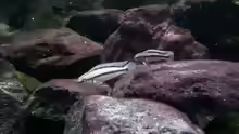 Telmatochromis
