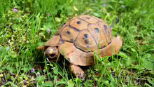 Testudo graeca