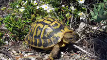 Testudo hermanni