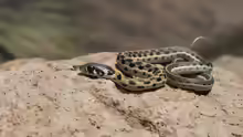 Thamnophis cyrtopsis