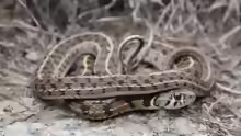 Thamnophis marcianus