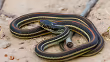 Thamnophis proximus