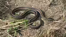 Thamnophis radix