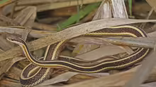 Thamnophis sauritus