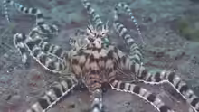 Thaumoctopus mimicus