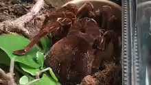Theraphosa apophysis