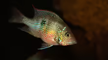 Thorichthys maculipinnis - Elliots Buntbarsch 