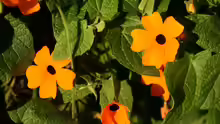 Thunbergia alata