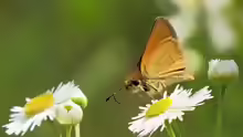 Thymelicus sylvestris