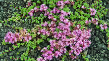 Thymus pseudolanuginosus