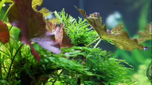 Bolbitis heudelotii