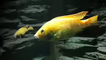 Tilapia