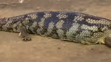 Tiliqua scincoides scincoides