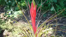 Tillandsia punctulata