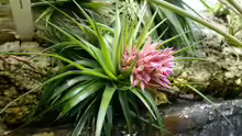 Tillandsia