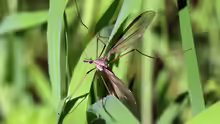 Tipula oleracea