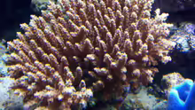 Tischacropora