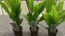 Topfpflanze