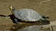 Trachemys scripta scripta