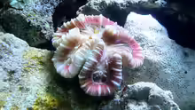 Trachyphyllia geoffroyi - Wulstkoralle