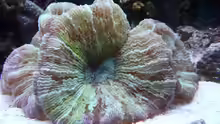 Trachyphyllia geoffroyi